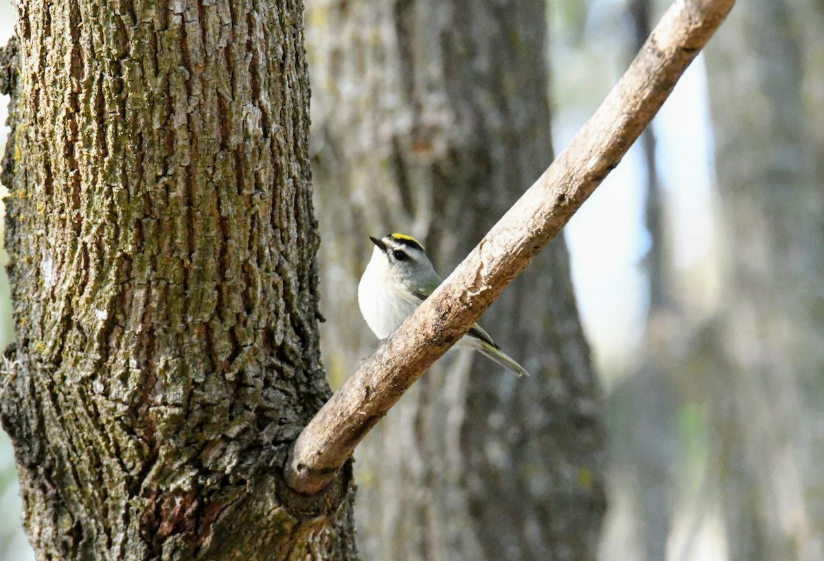 Golden-crowned Kinglet - ML282809381