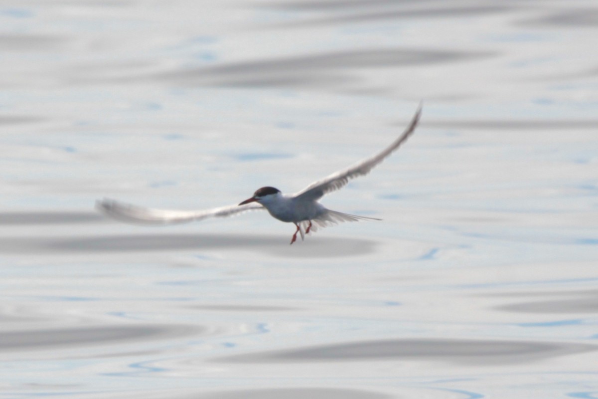 Common Tern - ML282809491