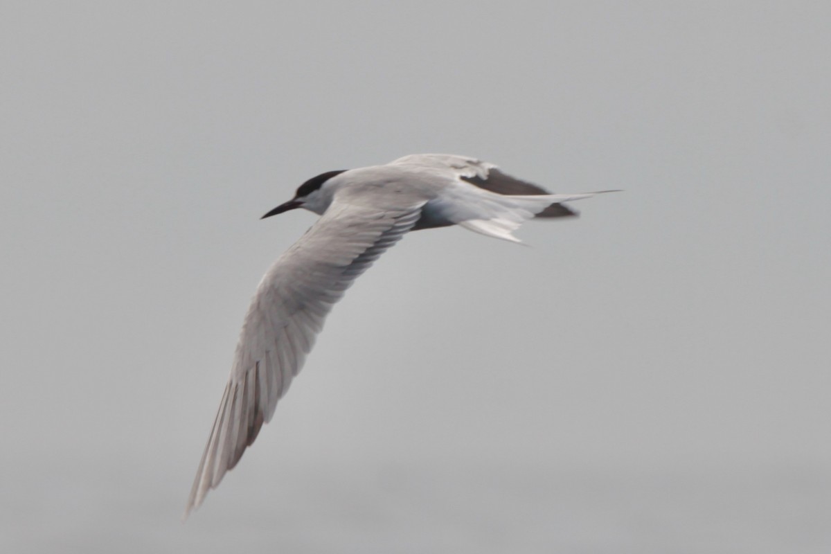 Common Tern - ML282809541