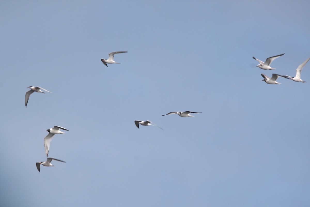 Common Tern - ML282809561