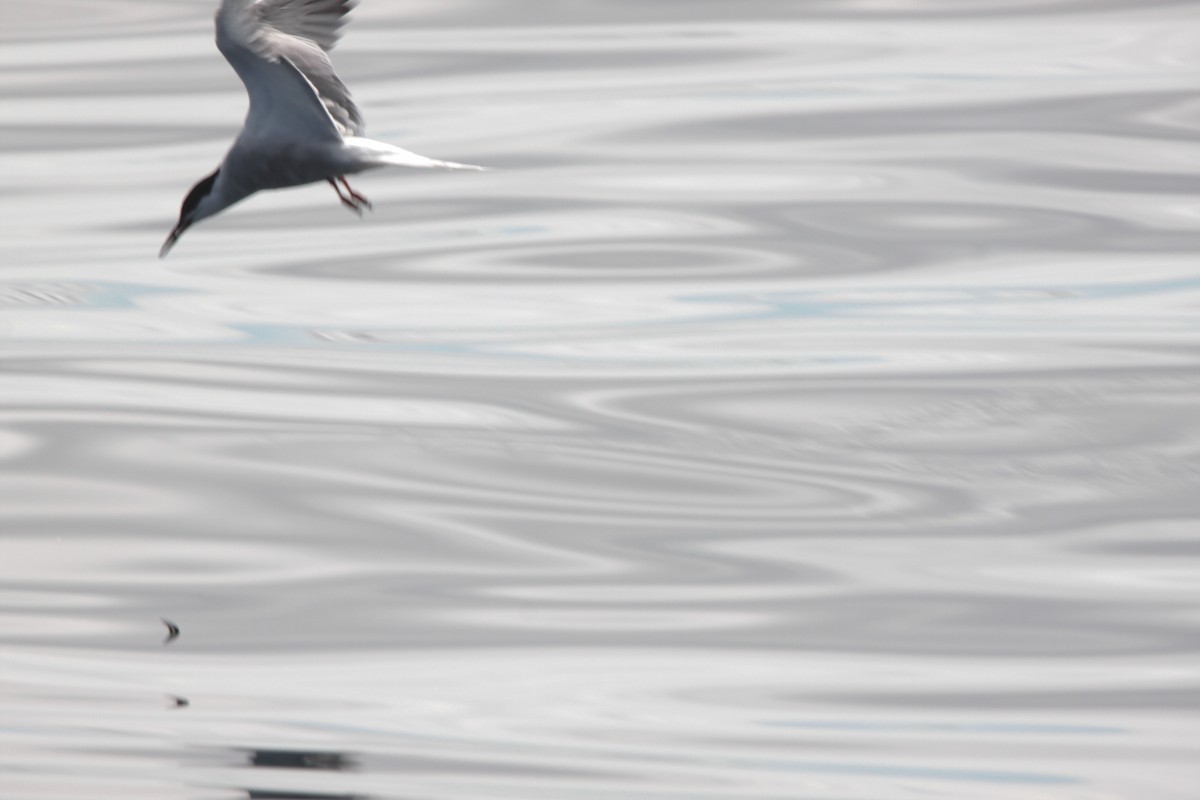 Common Tern - ML282809901