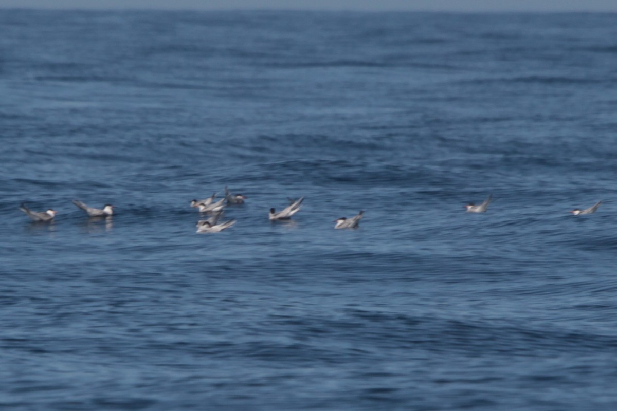 Common Tern - ML282810911