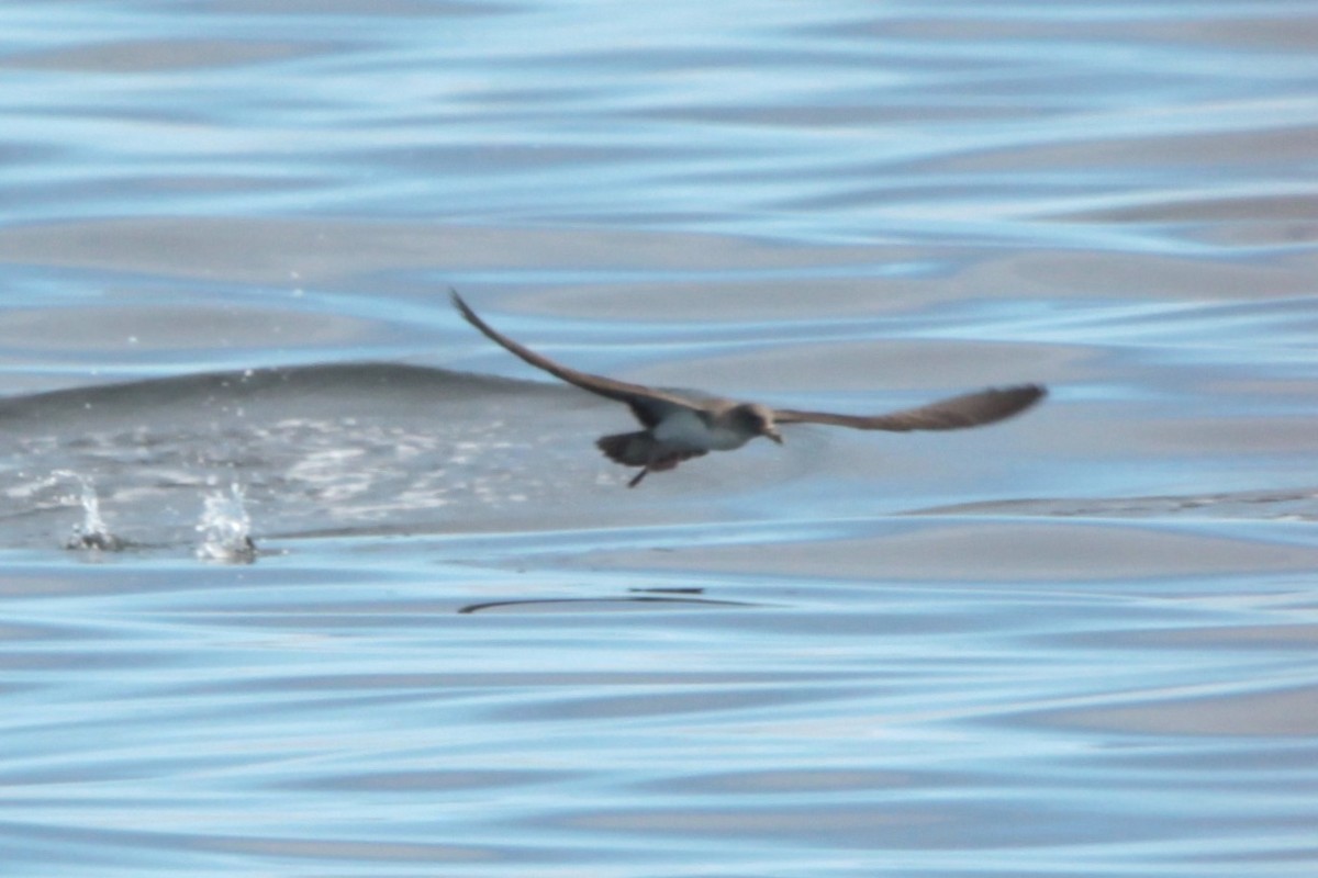 Cory's Shearwater (borealis) - ML282811771