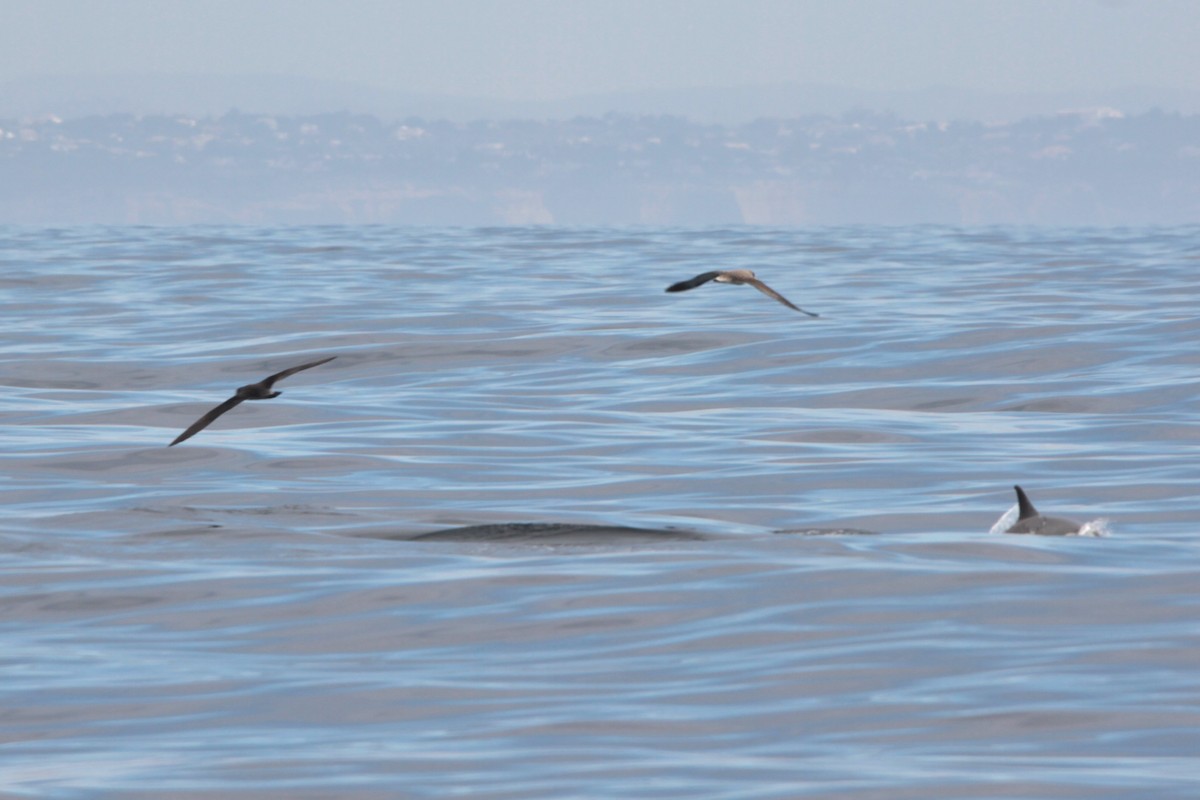 Cory's Shearwater (borealis) - ML282811831