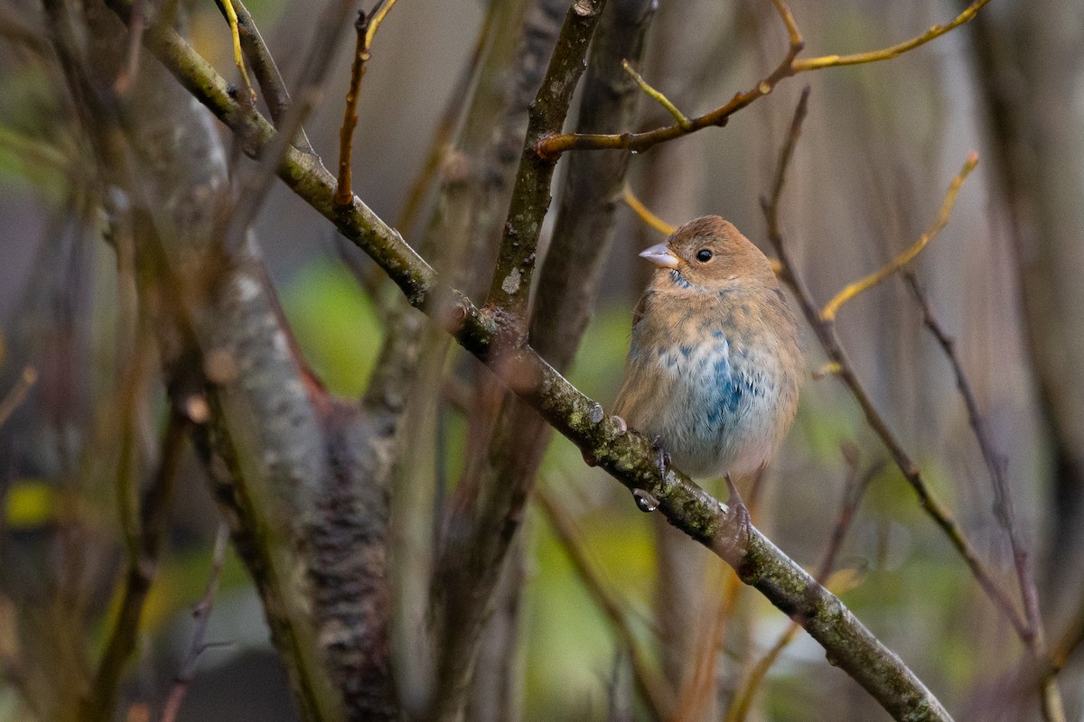 Indigo Bunting - ML282813051