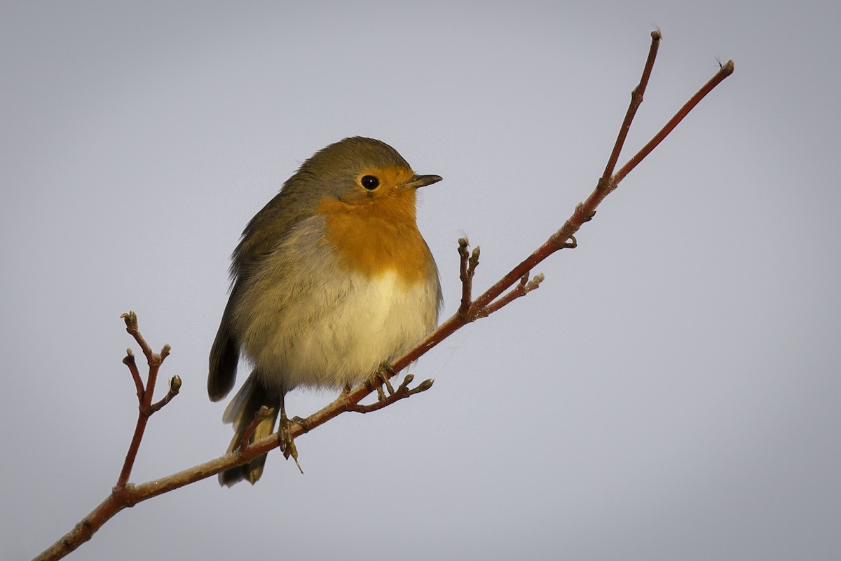 European Robin - ML282815411