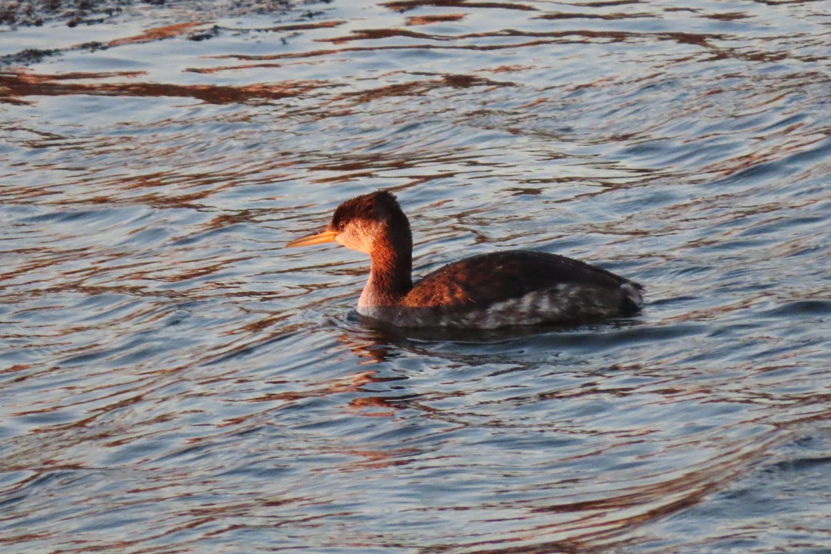 Red-necked Grebe - ML282815781