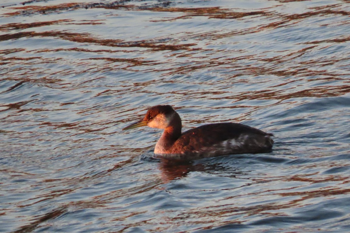 Red-necked Grebe - ML282815831