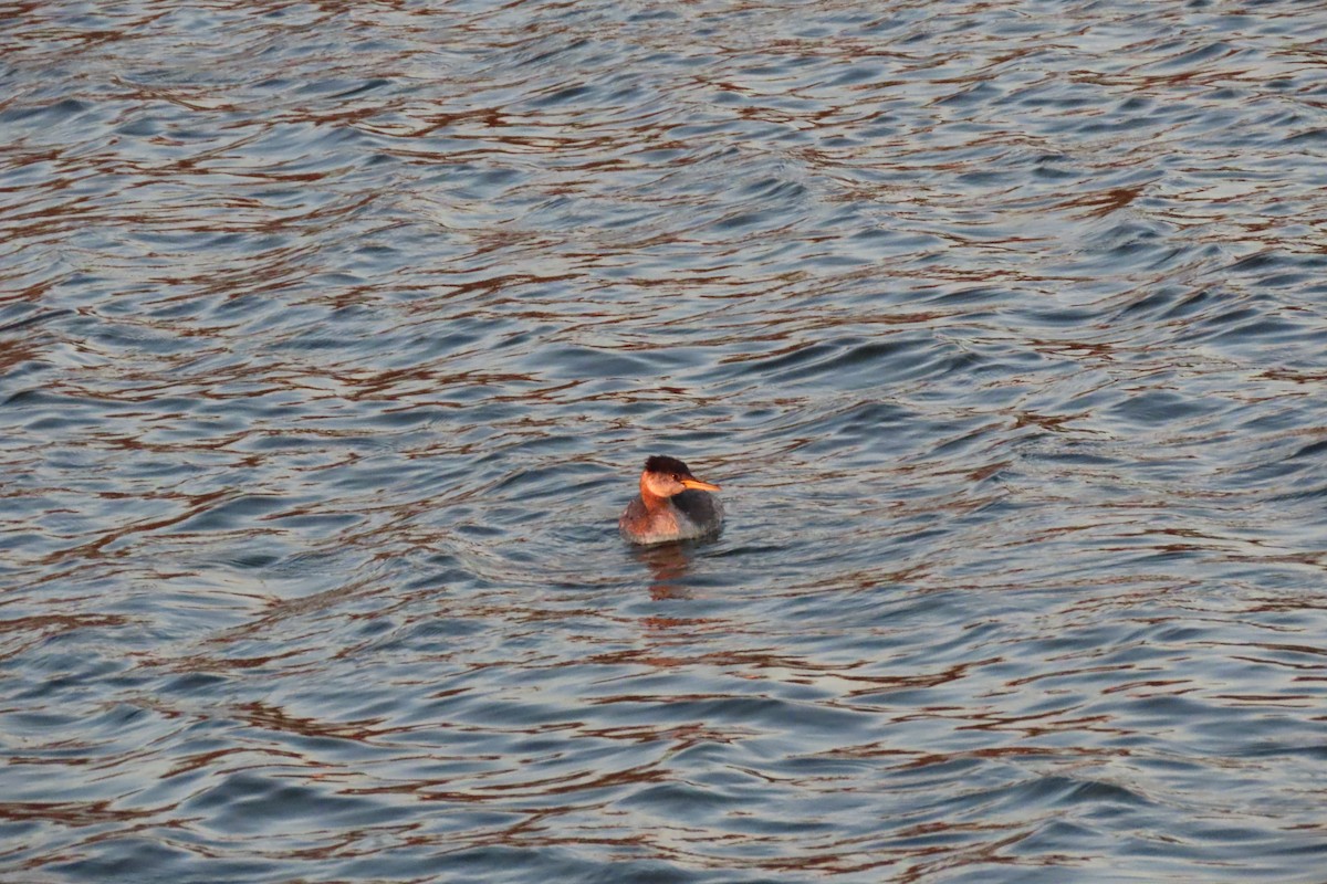 Red-necked Grebe - ML282815941
