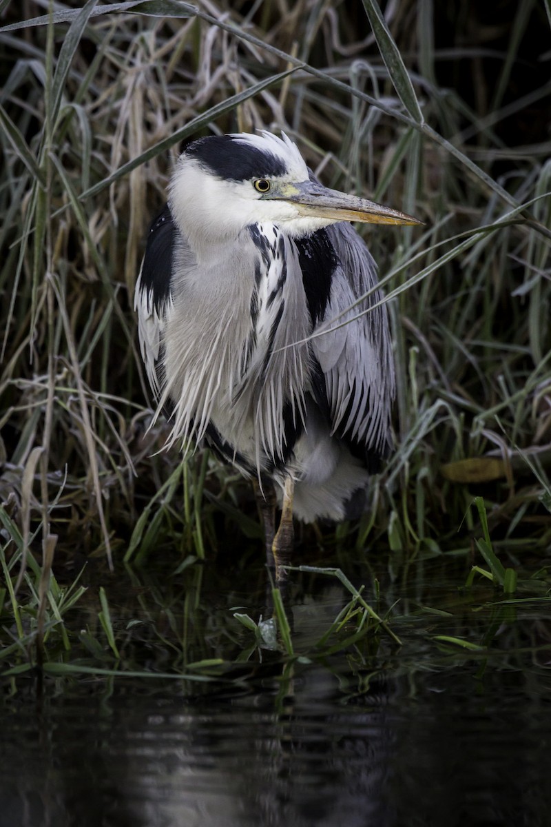 Gray Heron - ML282816281