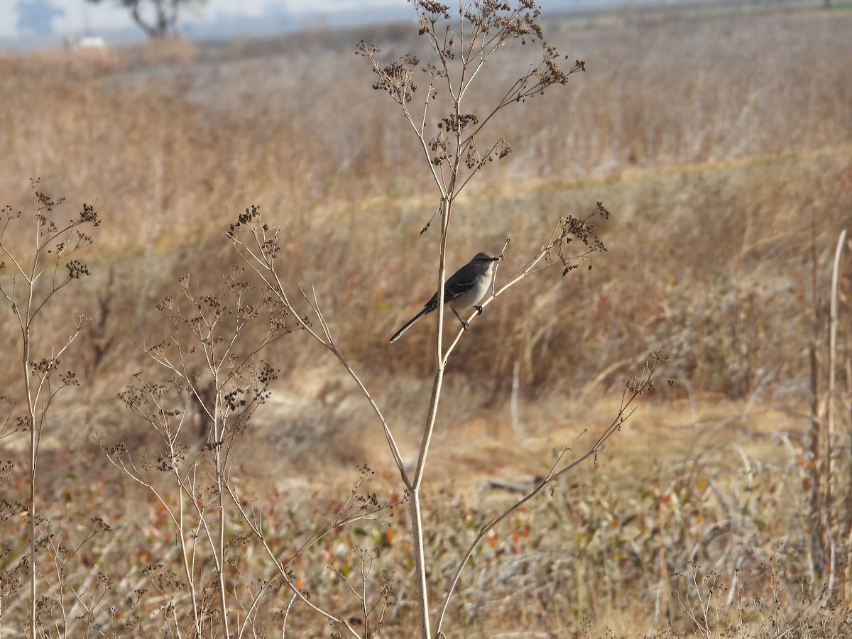 Northern Mockingbird - ML282816891