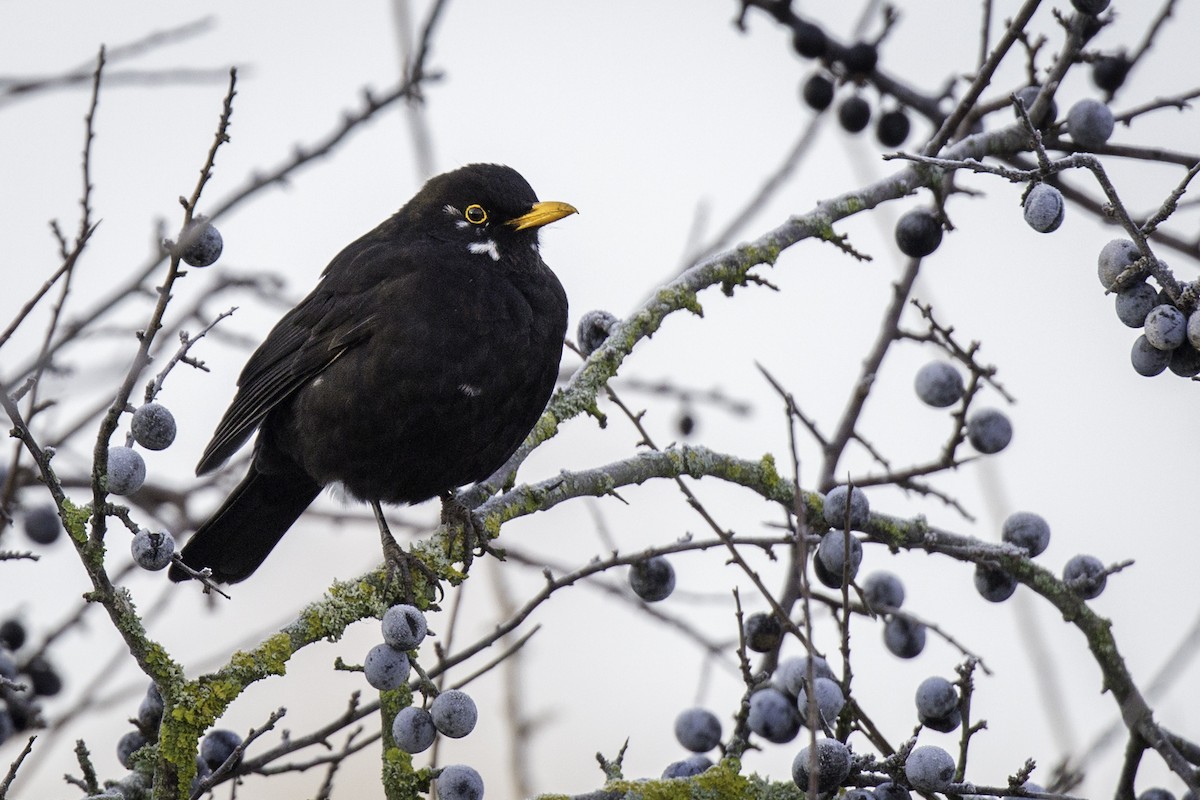 Eurasian Blackbird - ML282817441