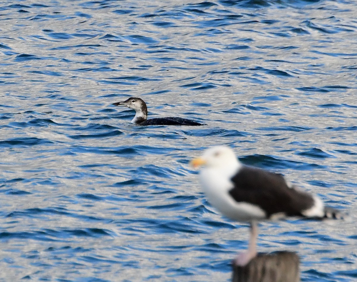 Common Loon - Eric Titcomb