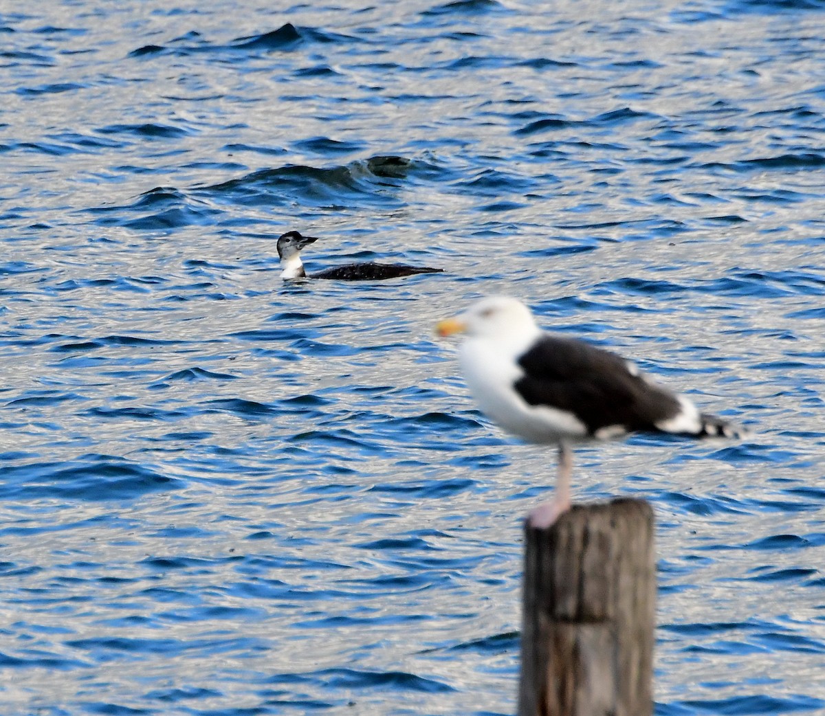 Plongeon huard - ML282822011