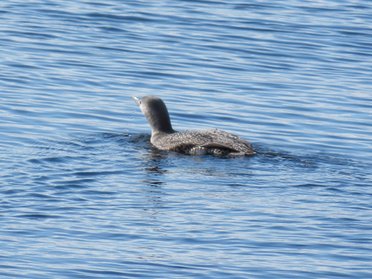 Red-throated Loon - ML282822971