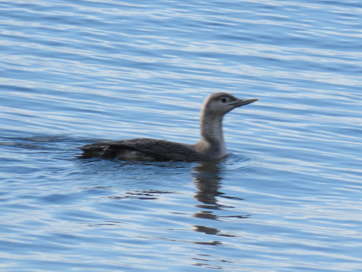Red-throated Loon - ML282822981