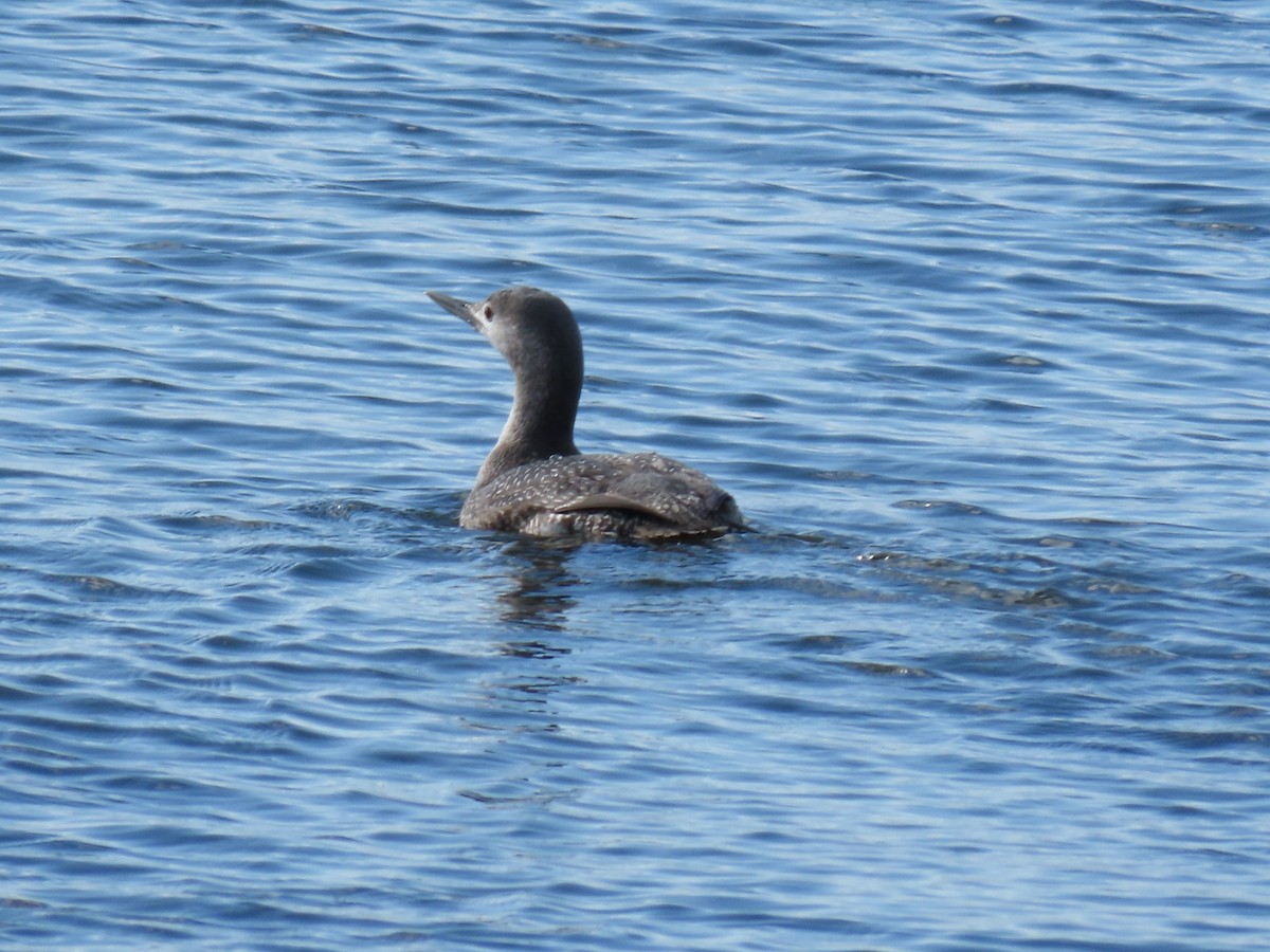 Red-throated Loon - ML282822991