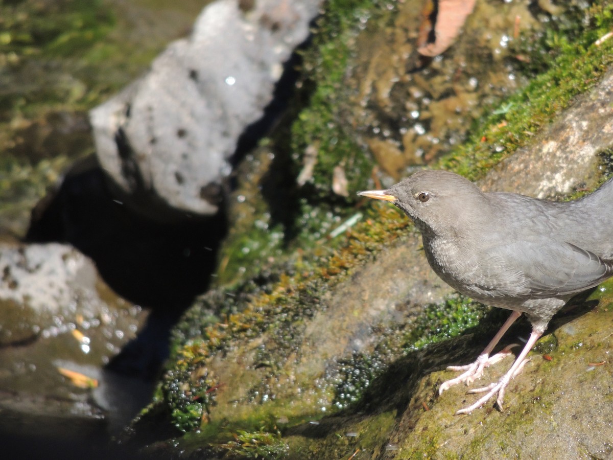 American Dipper - Hayley Lester