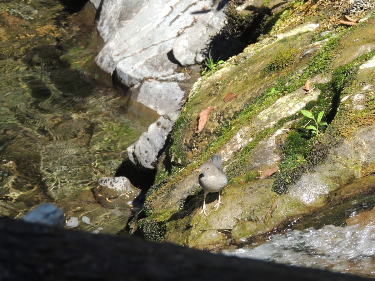 American Dipper - Hayley Lester