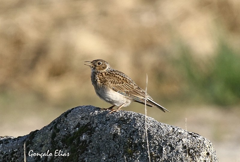 Eurasian Skylark - ML282824311