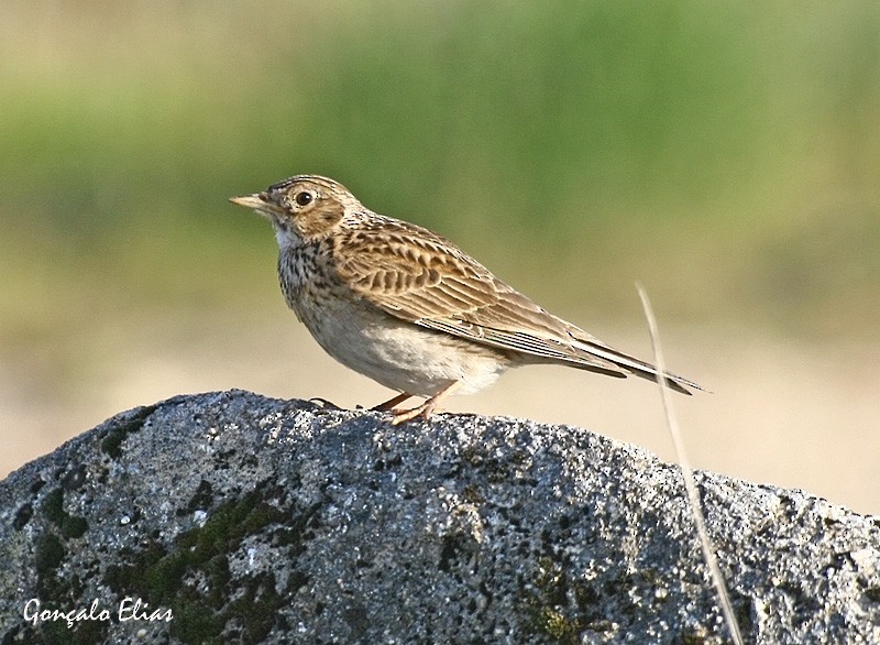 Eurasian Skylark - Gonçalo Elias