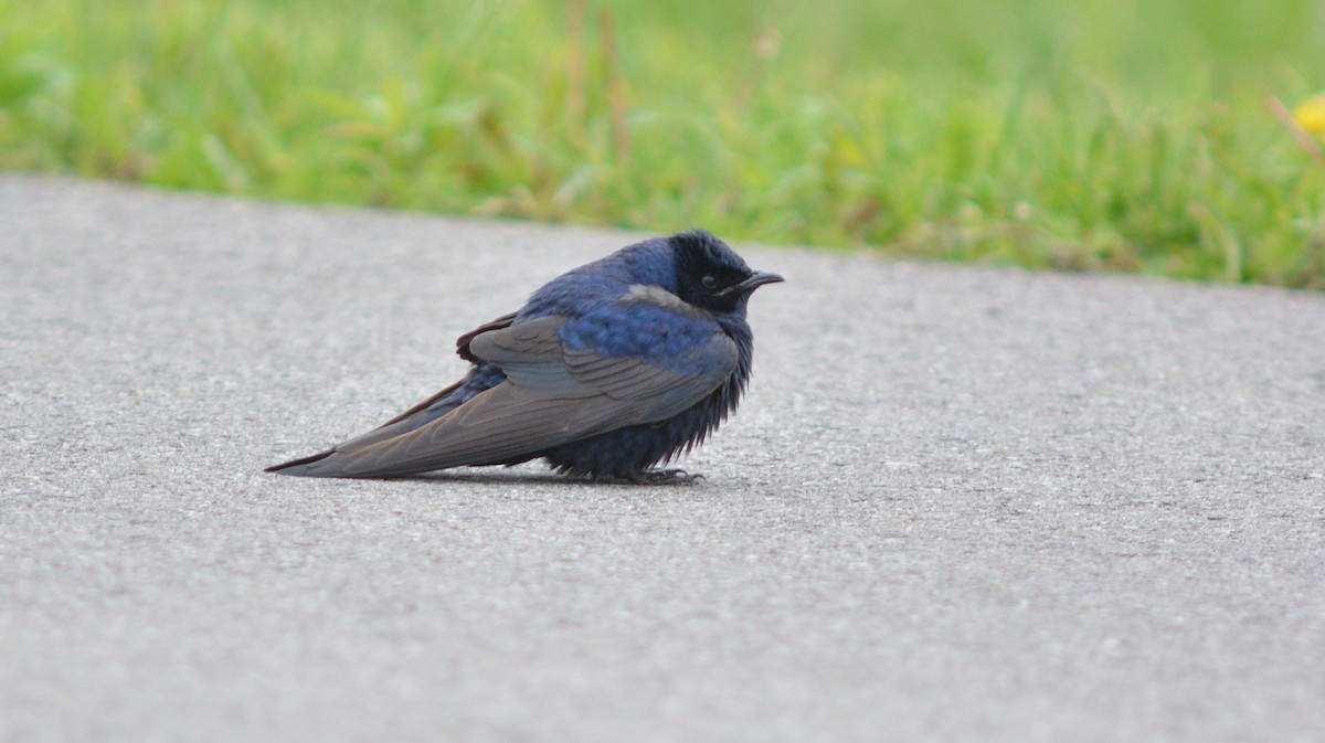 Purple Martin - ML28282541