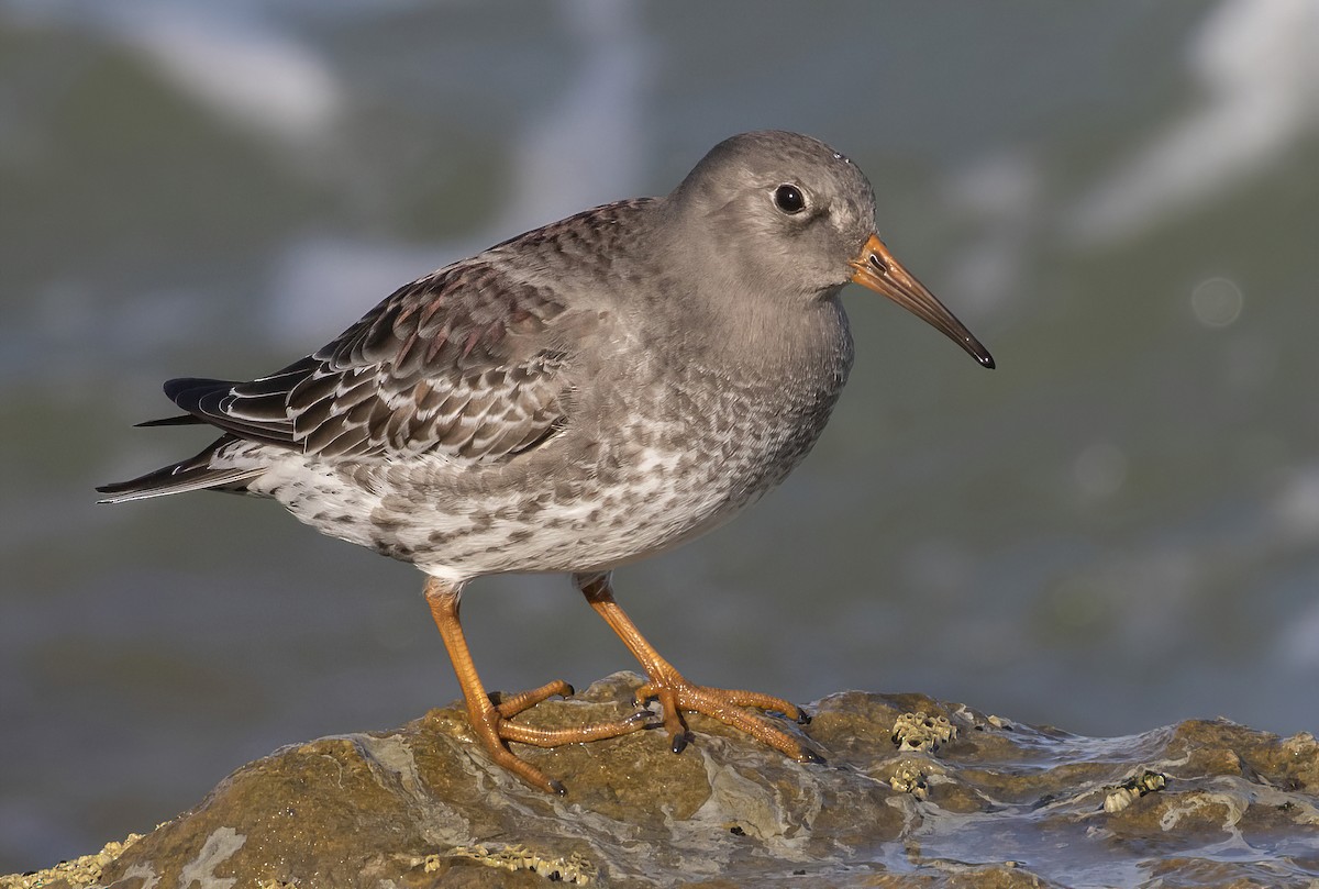 Purple Sandpiper - barbara taylor