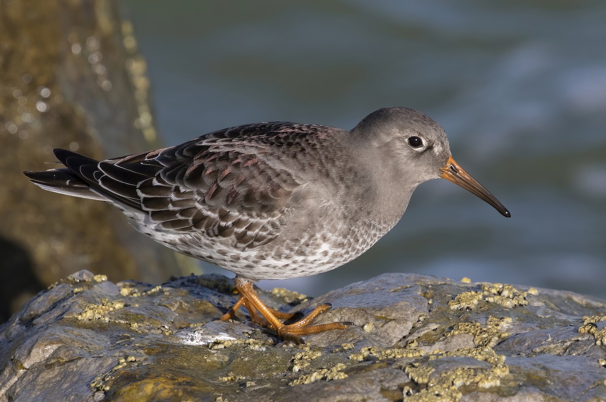 Purple Sandpiper - barbara taylor