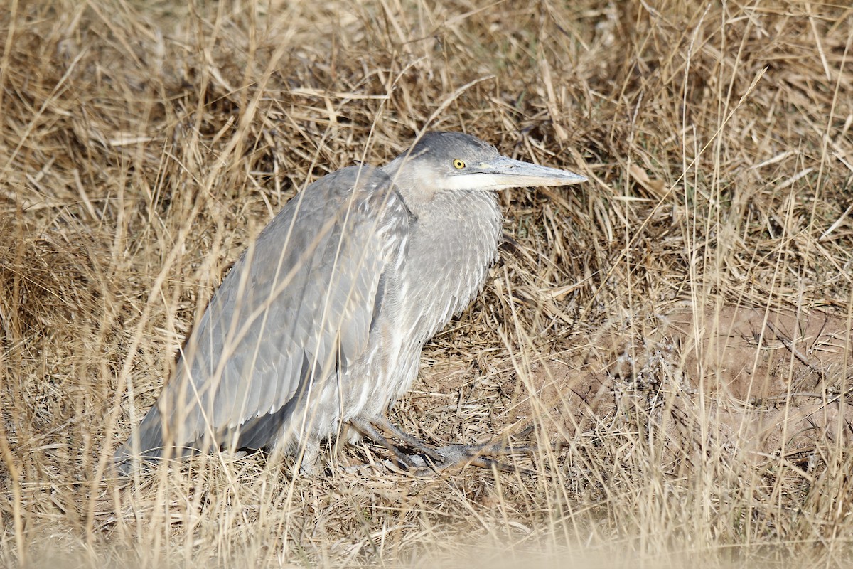 Great Blue Heron - Jonathan Lautenbach