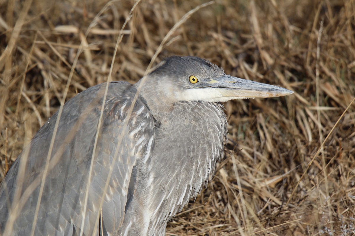 Great Blue Heron - Jonathan Lautenbach