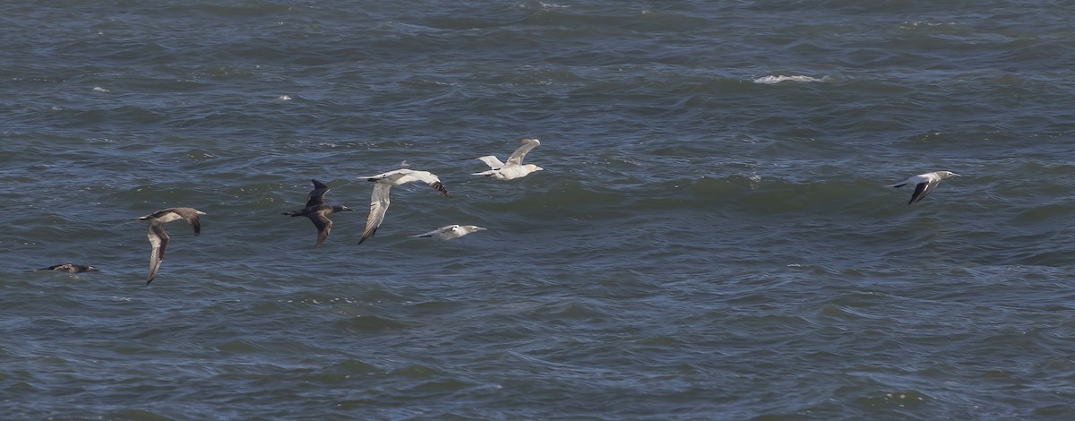 Northern Gannet - ML282826241