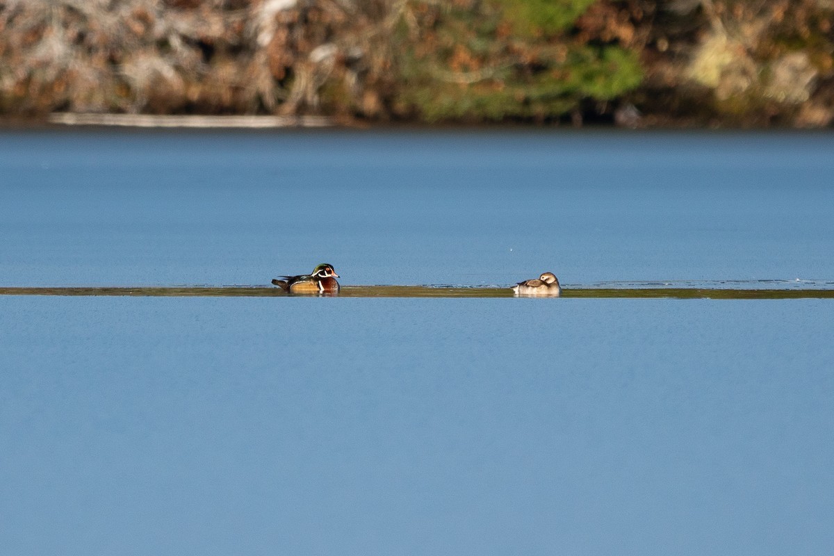 Wood Duck - ML282826771