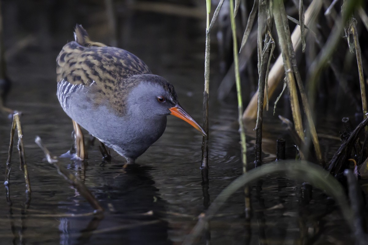 Water Rail - Bernardo Roca-Rey Ross