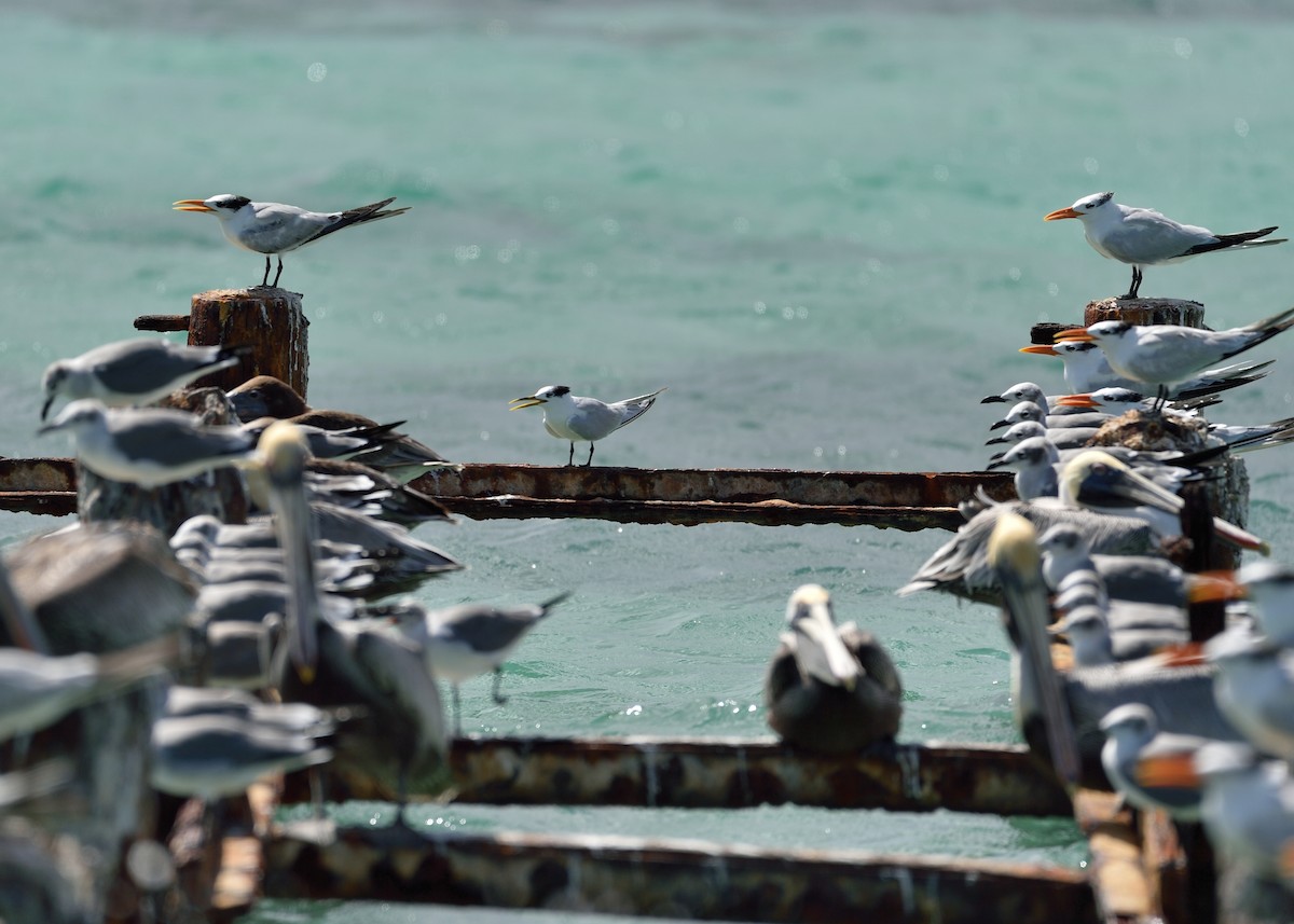 Sandwich Tern (Cayenne) - ML282827881