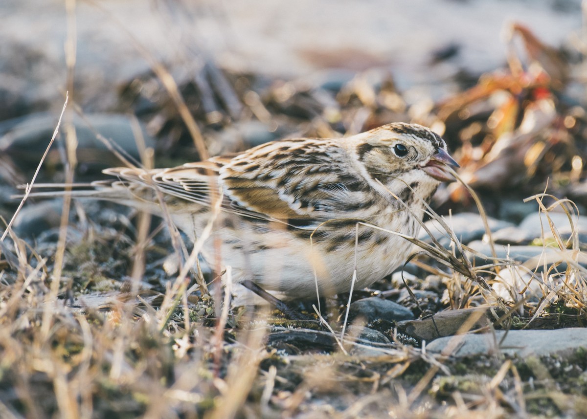 Lapland Longspur - Logan Parker