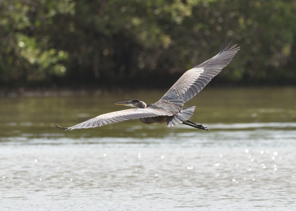 Great Blue Heron - ML282828401