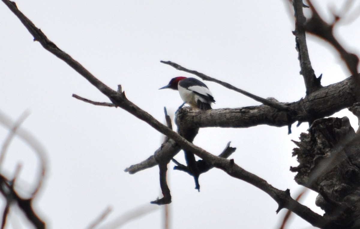 Red-headed Woodpecker - ML28283061