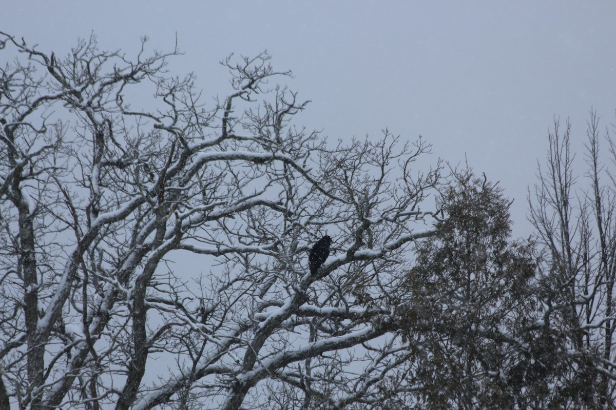 Black Vulture - Christian Detellier