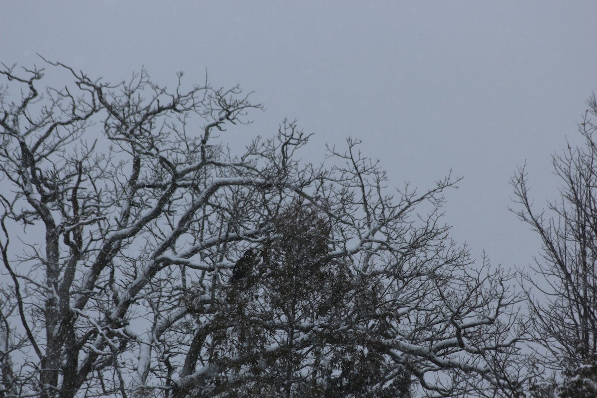 Black Vulture - Christian Detellier