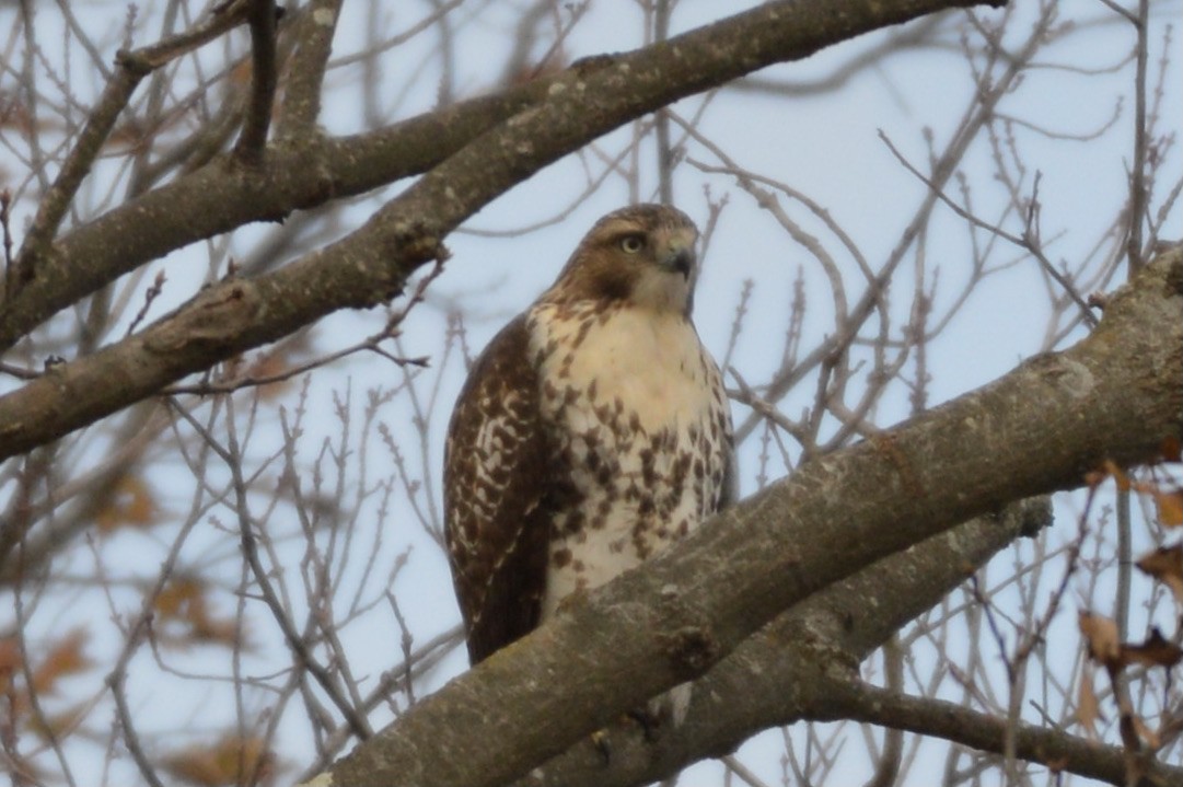 Red-tailed Hawk - ML282833001