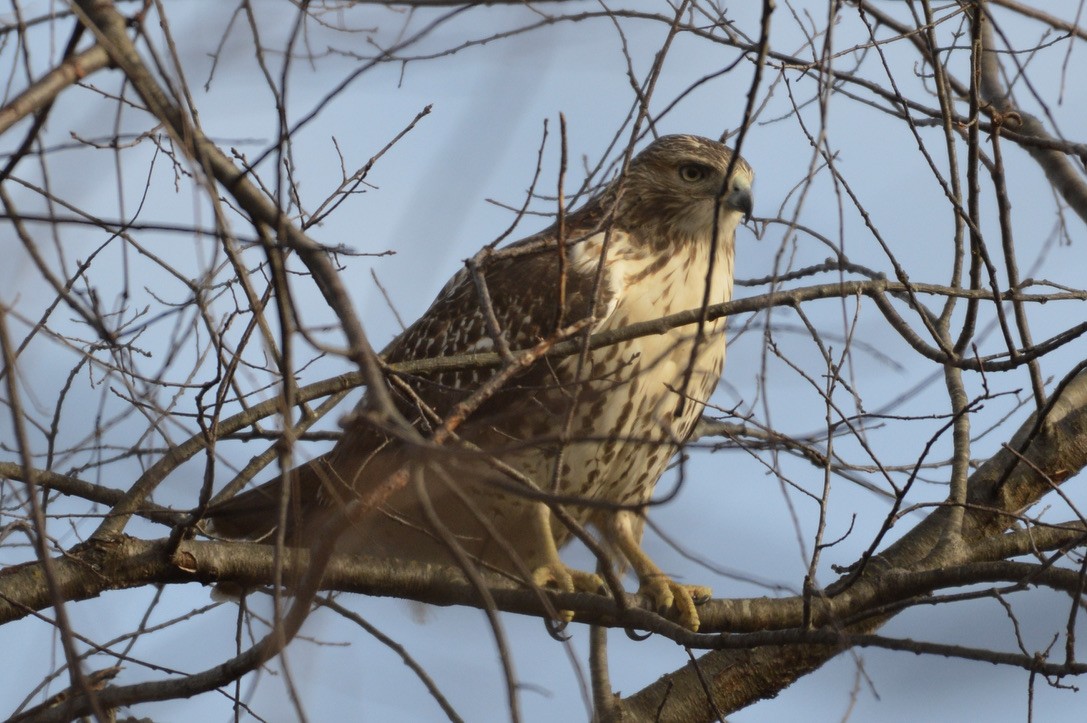 Red-tailed Hawk - ML282833011