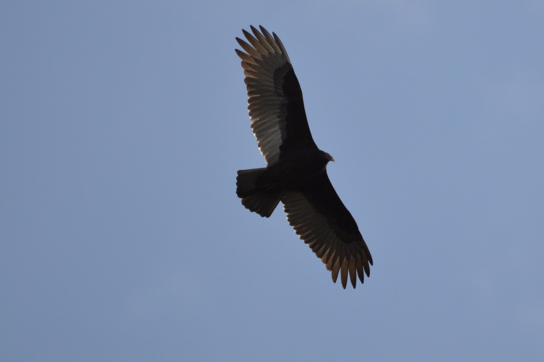 Turkey Vulture - ML282833031
