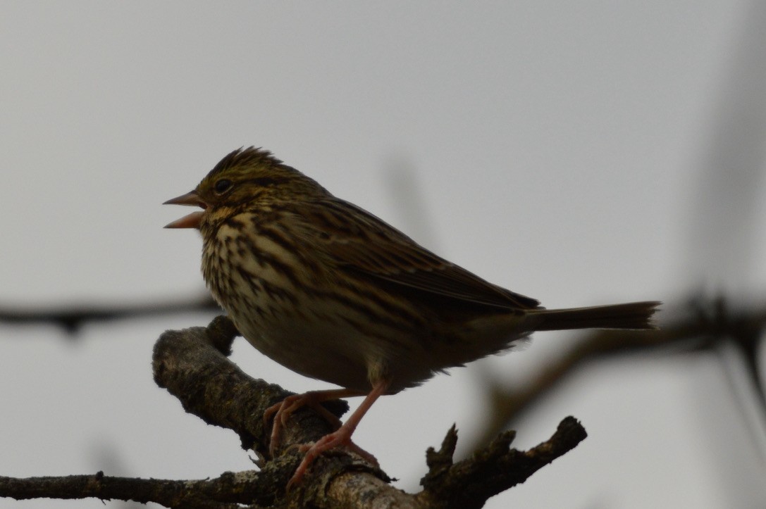 Savannah Sparrow - ML282833101