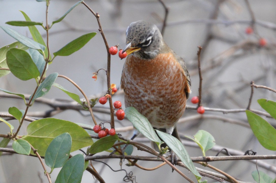 American Robin - ML282833551