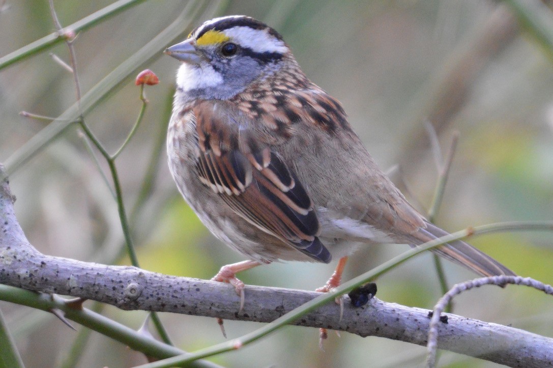 White-throated Sparrow - ML282833631