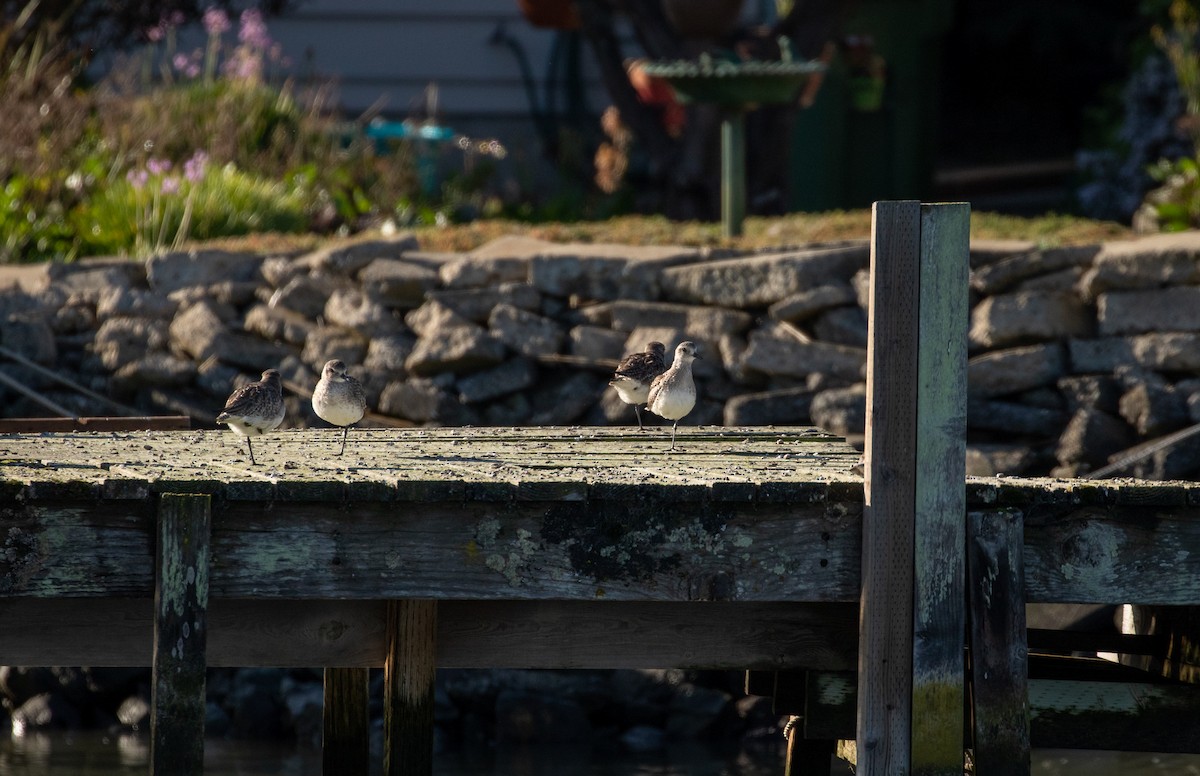 Black-bellied Plover - ML282834241