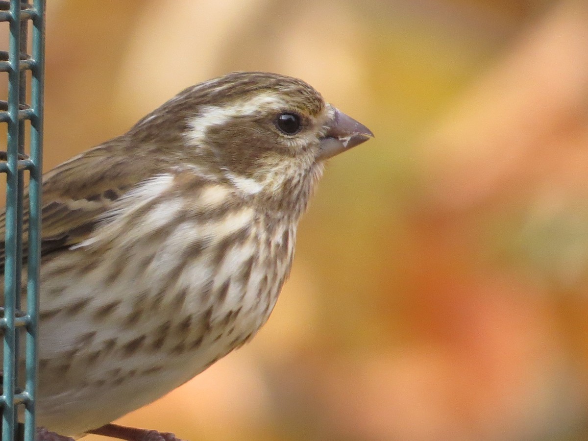 Purple Finch - ML282834361