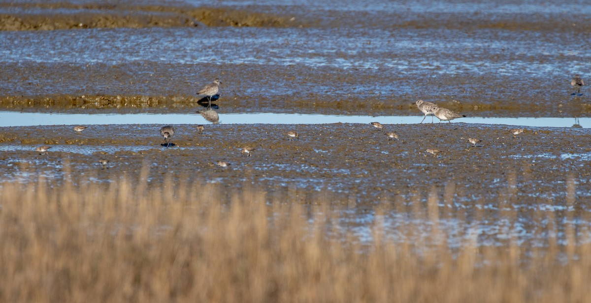 Black-bellied Plover - ML282835011