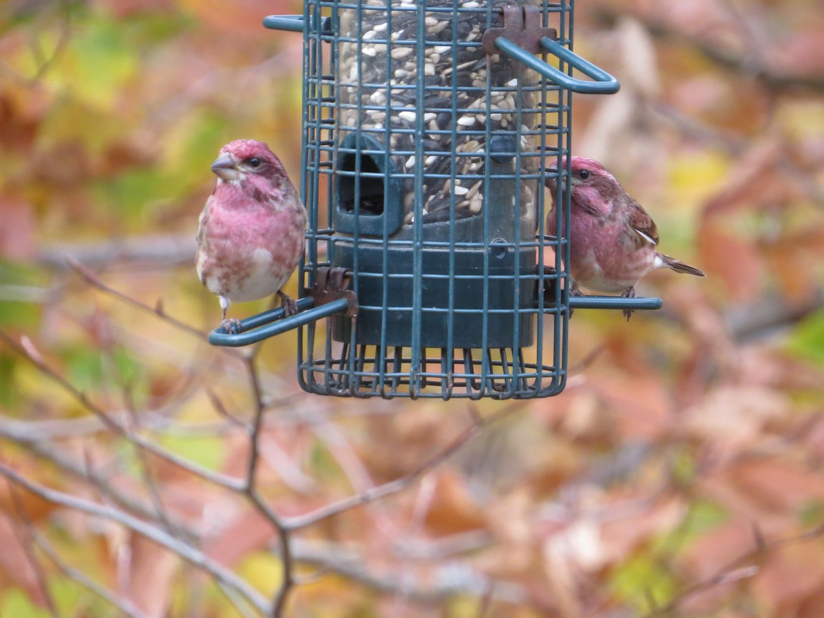 Purple Finch - ML282836391
