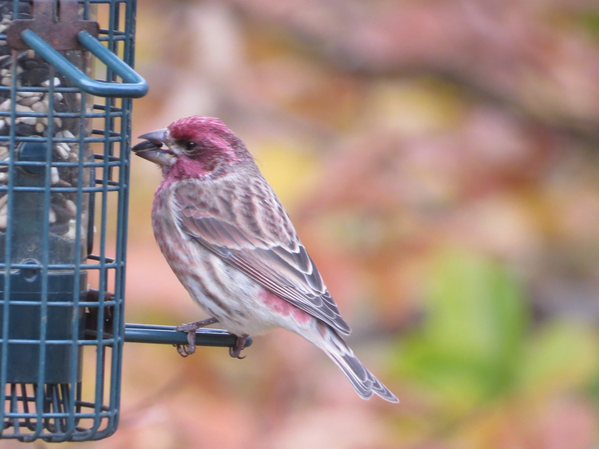 Purple Finch - ML282836401